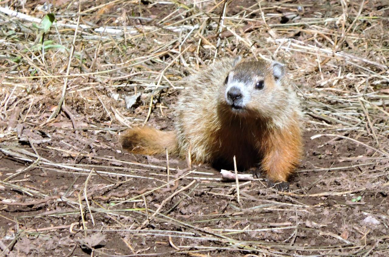 Blondin fann Fred la Marmotte död på Groundhog Day Travel News